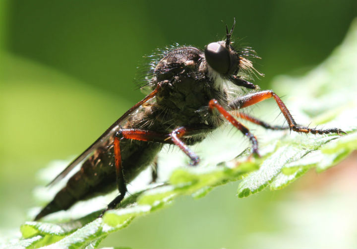 Robberfly